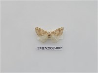 藏品(尺蛾573)的圖片